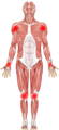 anatomical body highlighting major areas you get arthritis