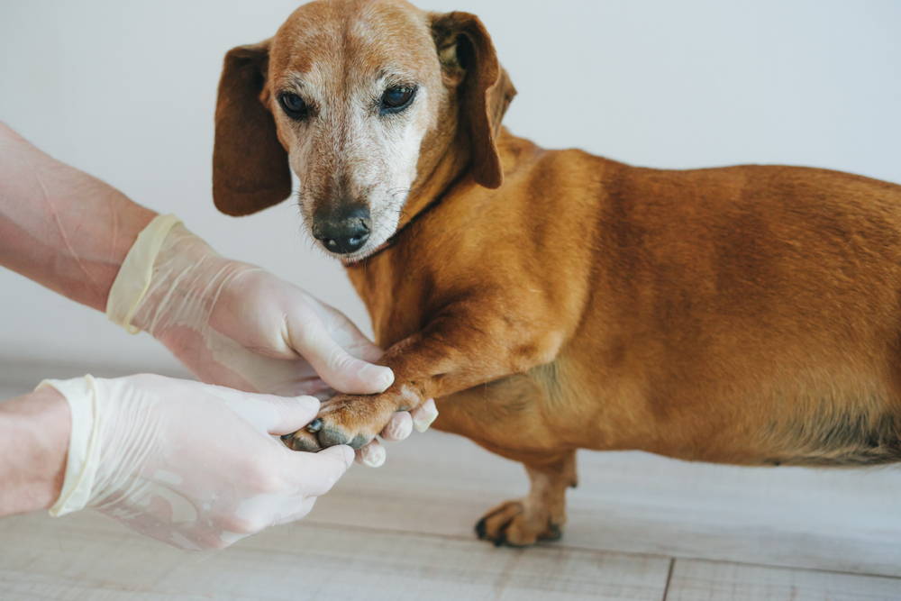 Dachshund having their paw and joints examined by a veterinarian