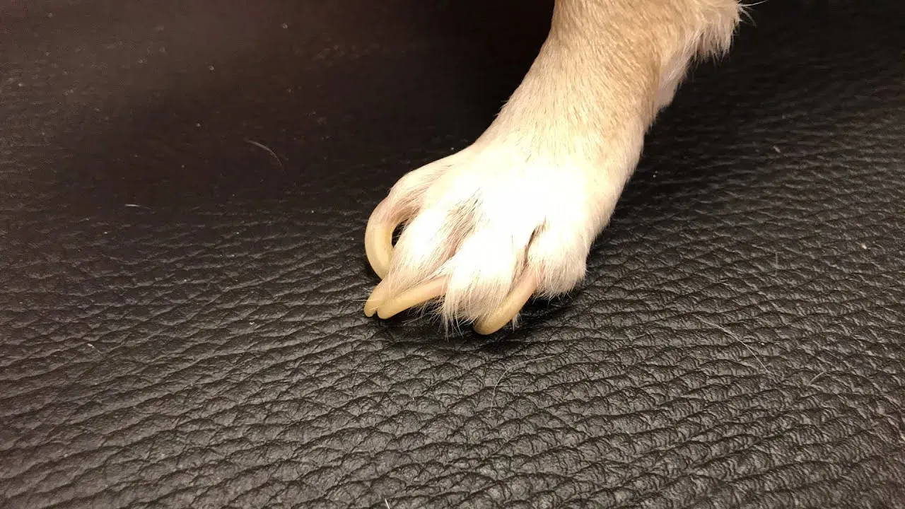 wire fox terrier chihuahua mix