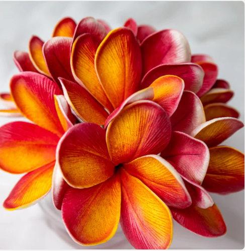 Tropical Frangipani Flowerhead (6 Pack) - Realistic Artificial Flowers - Image 7