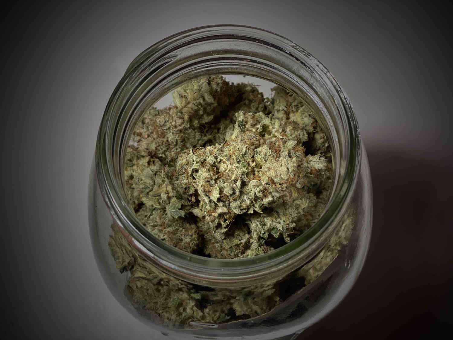 The Essential Guide on How to Dry Cannabis Plants Effectively