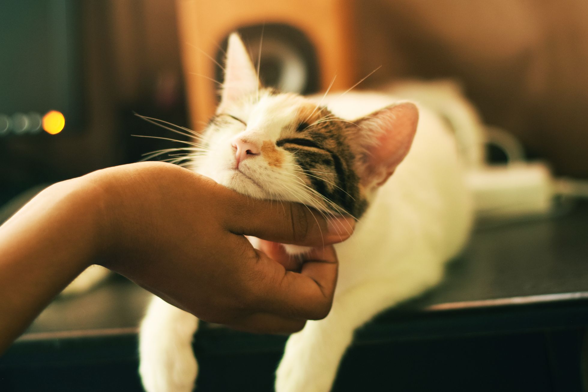 happy cat receiving chin scratches