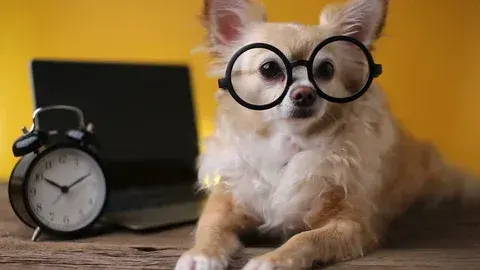 are chihuahuas intelligents