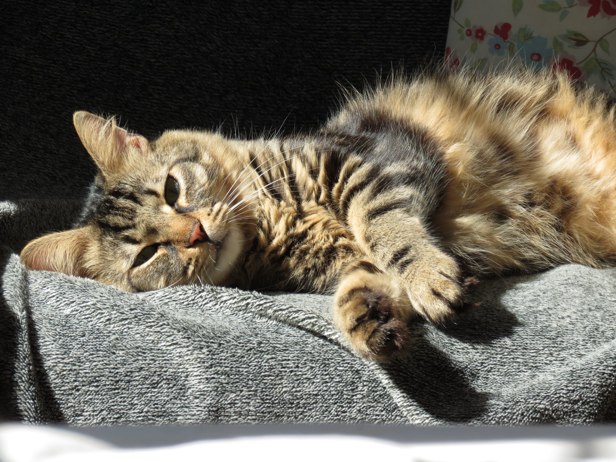 A cat laying on on a pillow taking in the sun.
