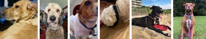 dewel flea and tick collar reviews