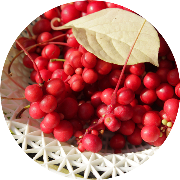 Fresh Schisandra berries in a basket — a key detoxifying ingredient often included in a milk thistle supplement for enhanced liver health.