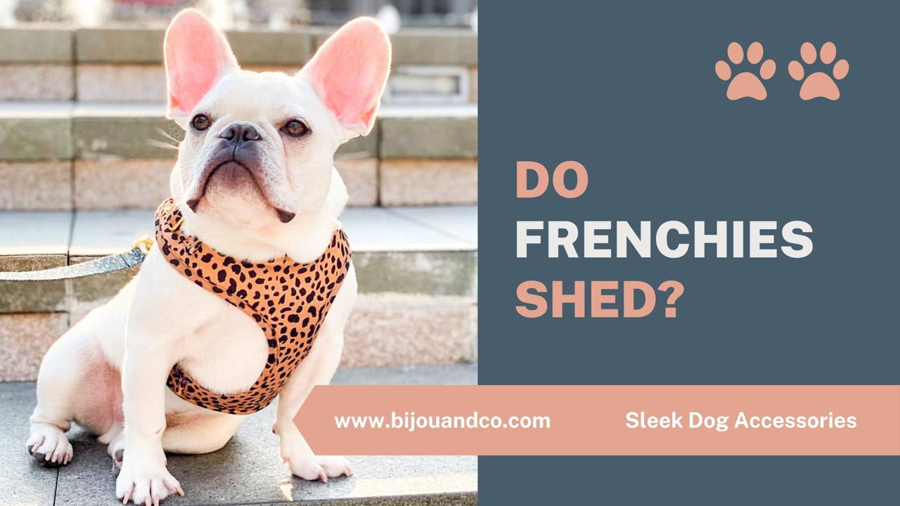 do french bulldogs shed