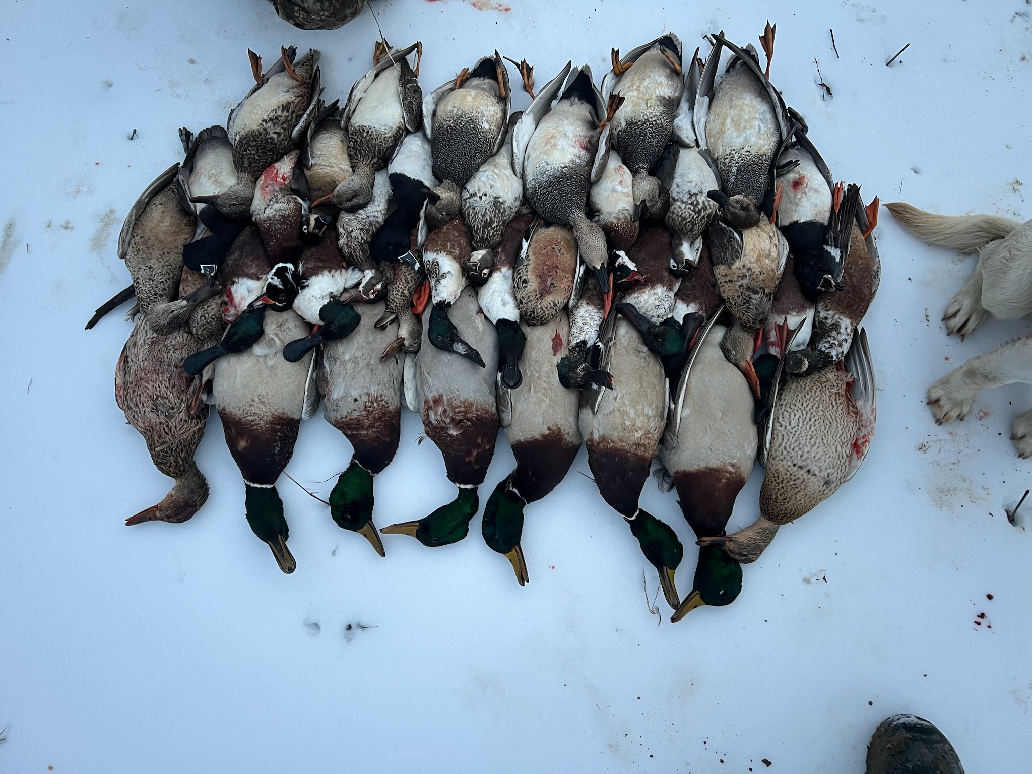 A moment from duck season