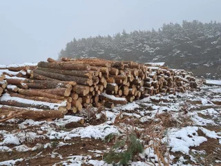 Drewno z wycinki złożone w km 3+720