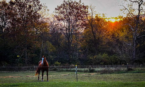 A horse in a green field at sunset, surrounded by autumn trees, evokes tranquility and connection to nature.