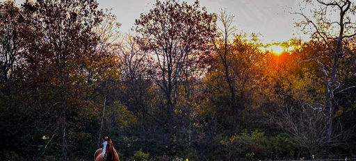 A horse in a green field at sunset, surrounded by autumn trees, evokes tranquility and connection to nature.