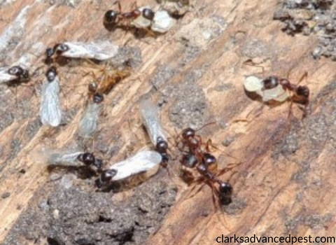 carpenter_ant_damage_on_decaying_wood