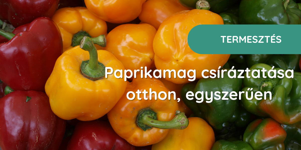 paprikamag csíráztatása