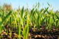 wheat grass growing in the soil