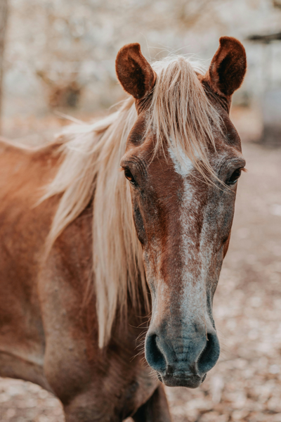 EquiAttune Experiential 1 Day Workshop: Integrating the Neuroexperiential Model into Equine Assisted Psychotherapy and Learning