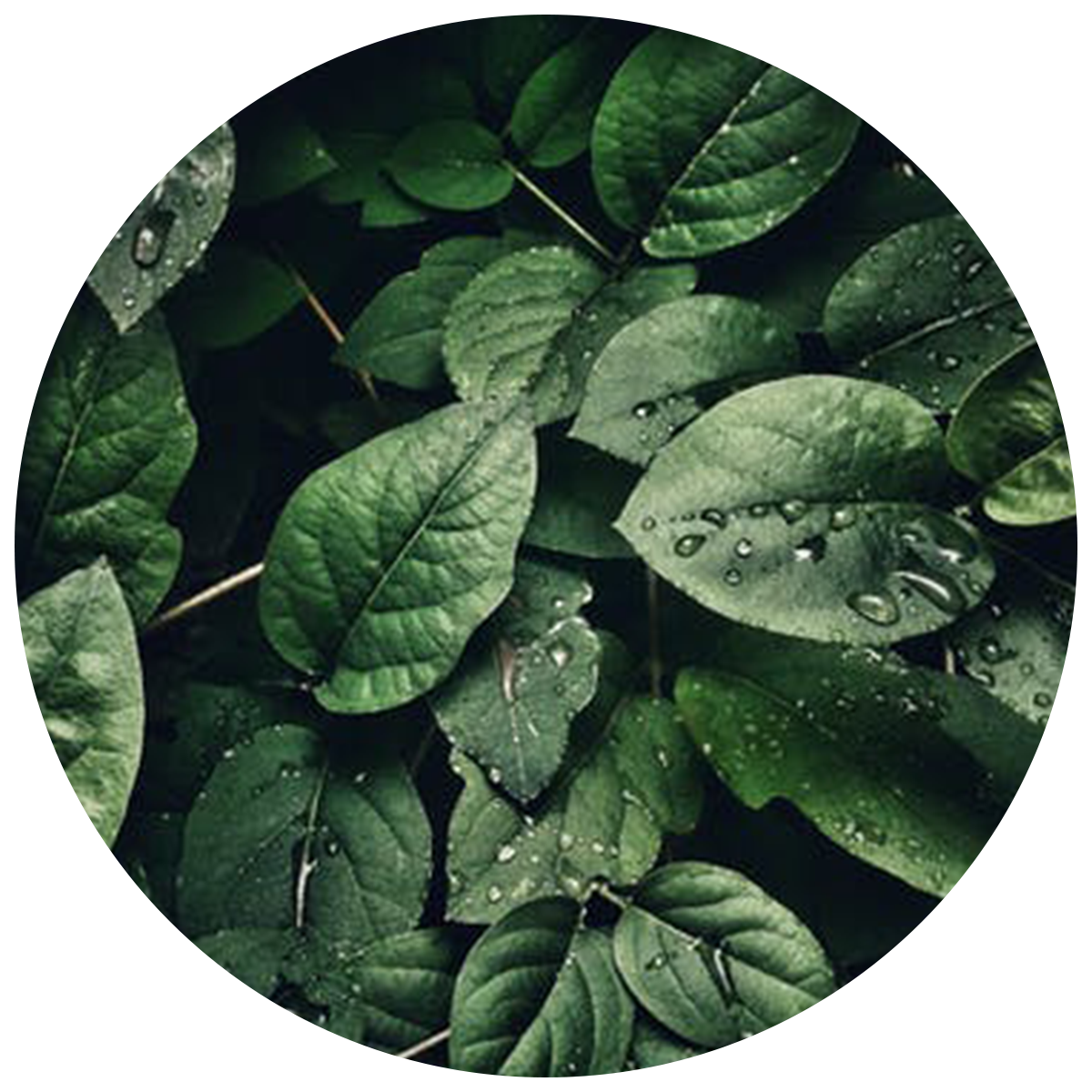 Leaves as Plant Enzymes as natural digestive enzyme found in the best digestive enzyme supplement 
