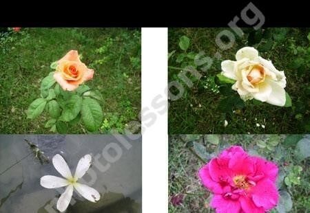 Фоны для фотошопа - красивые цветы