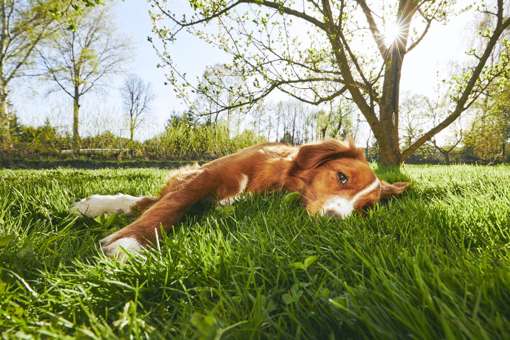 Adult dog lying on its side in the grass beneath the trees on a sunny spring day