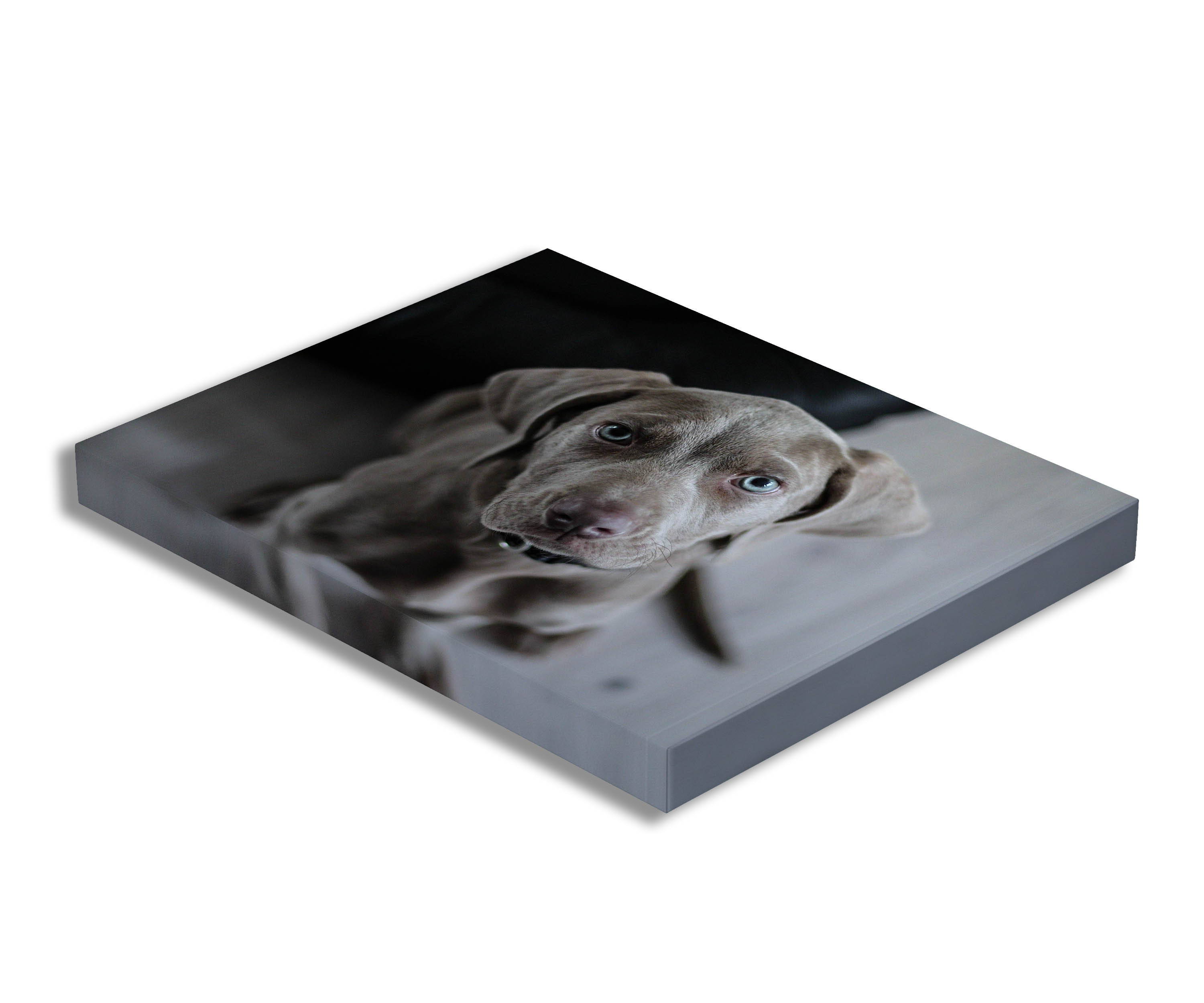 Pet Pictures On Canvas