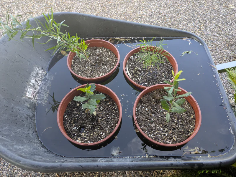 Potted plants sitting in a wheelbarrow full of water