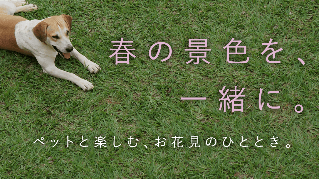 春の景色を、一緒に。ペットと楽しむ、お花見のひととき。