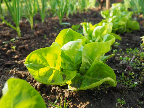 Lettuce plants in a row in a garden receiving partial sun