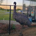 female_emu_adult_at_fence