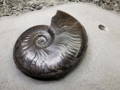 Ammonite Fossil Preparation Craig Chivers Natural Selection Fossils