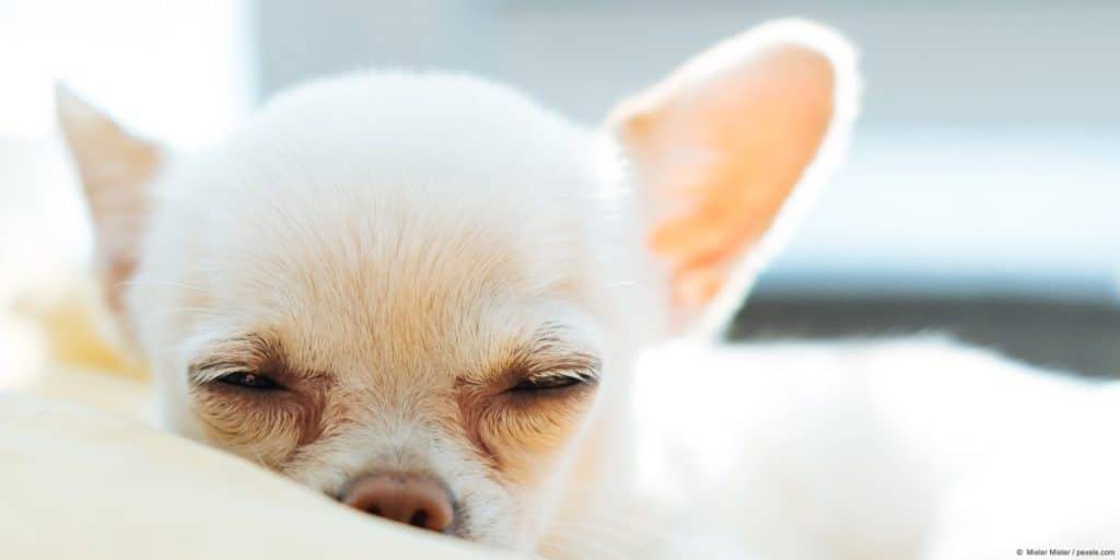 why are my chihuahuas eyes watering