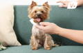 Small dog smiling before a teeth cleaning