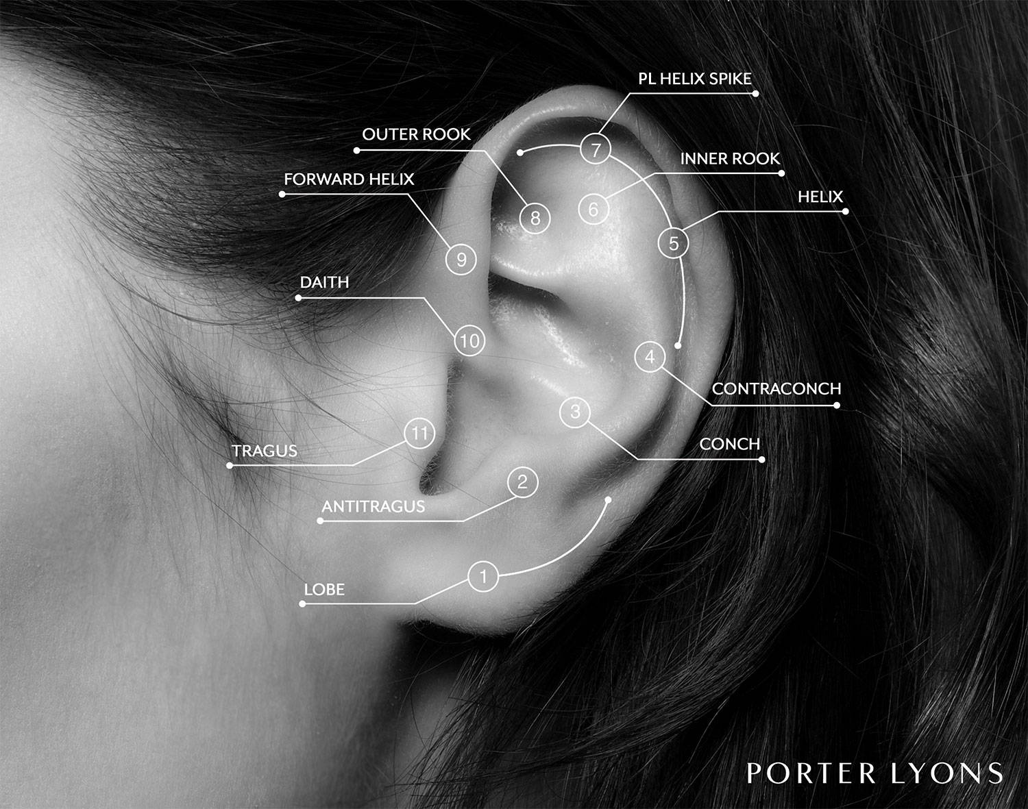 Depiction of Possible Ear Piercing Locations