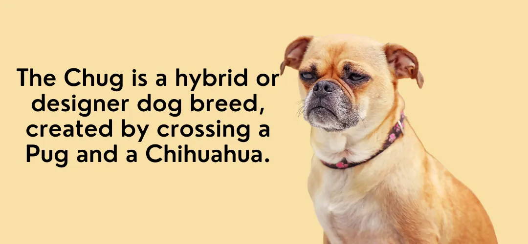pug and chihuahua mix