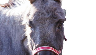 haus natur und umwelt partyesel