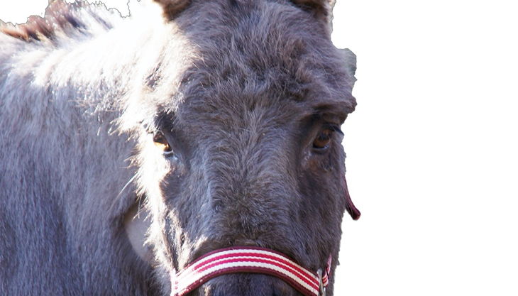 haus natur und umwelt partyesel