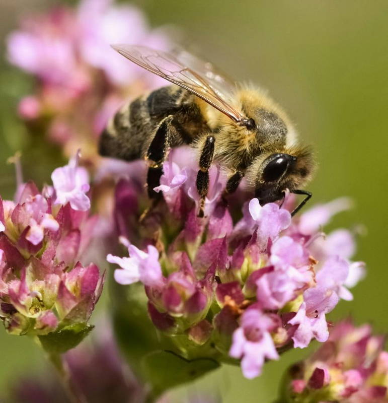 Adult honeybee feeding on the nectar and pollen from tiny pink flowers