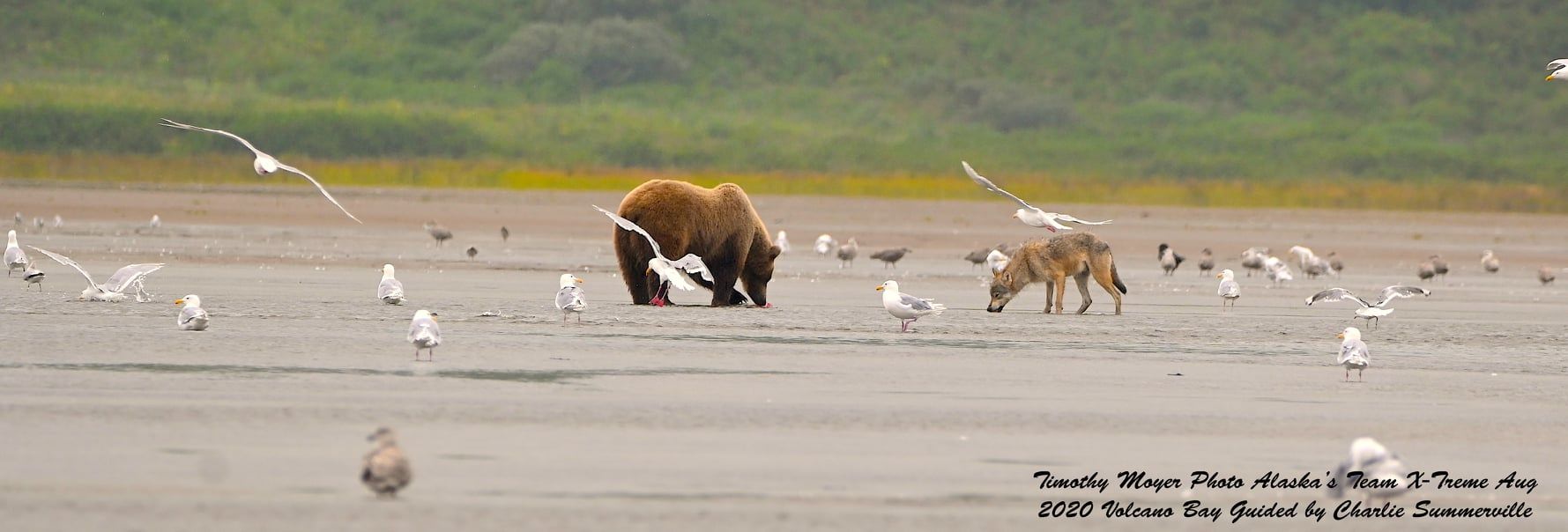 Aleutian Island Adventure Charters