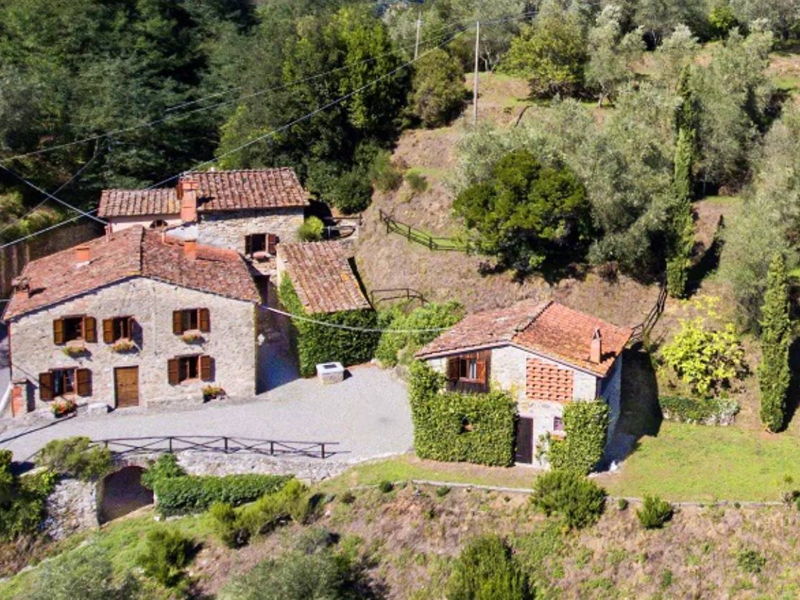 Food & Wine Tours Lucca: Olive grove's tour & brunch on Lucca hills