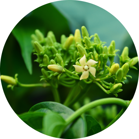 Gymnema Sylvestre Extract
