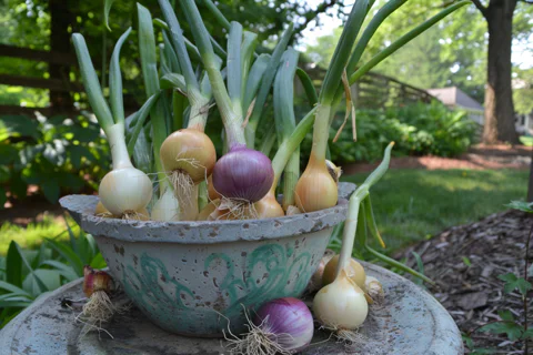 Meet the Allium Family