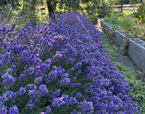 Rows of purple lavender in a garden setting