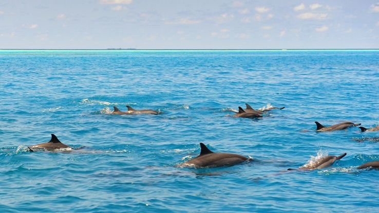 Dolphins of the Maldives