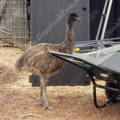 curious-emu-chick-gypsy-shoals-farm