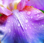 close-up of iris flower 