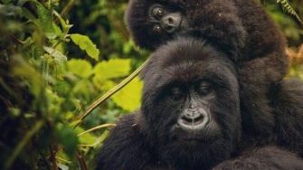Extended Rwanda Gorilla & Golden Monkey Tour