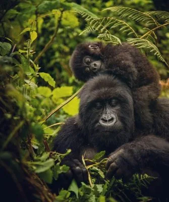 Extended Rwanda Gorilla & Golden Monkey Tour