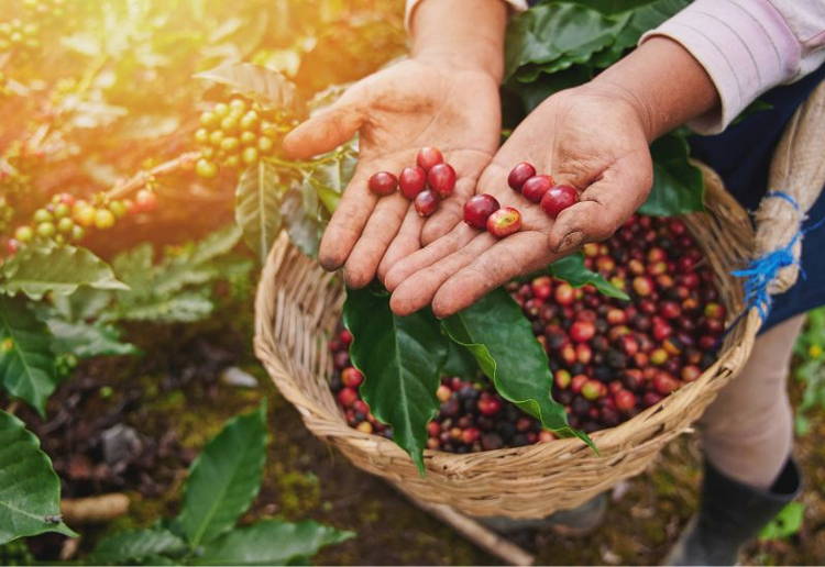 マンデリン 特徴