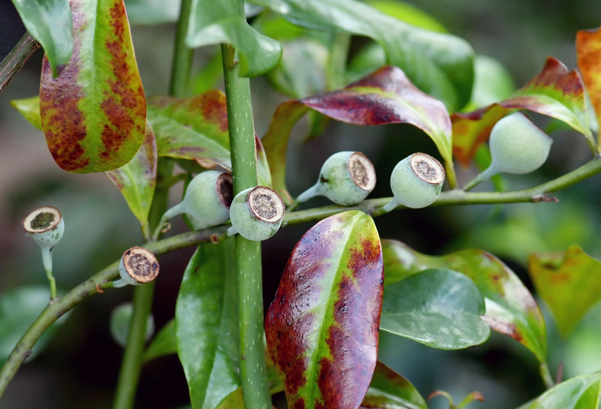 An image displaying the young Bolwarra fruit - the fruit depicted look similar to gumnuts. The surrounding leaves are a mix of a red-brown and green. 