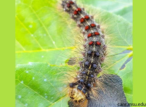 gypsy_moth_caterpillar