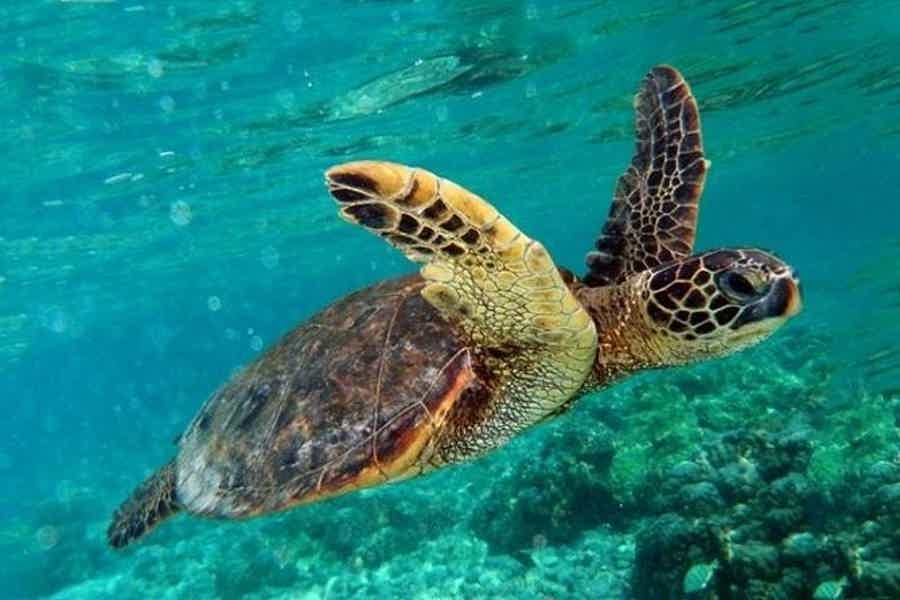 Marmaris to Dalyan & Turtle Beach - photo 4