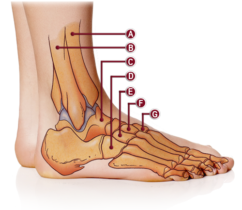 BONES OF THE ANKLE ANATOMY ILLUSTRATION